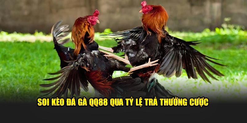 Soi kèo đá gà QQ88 qua tỷ lệ trả thưởng cược 